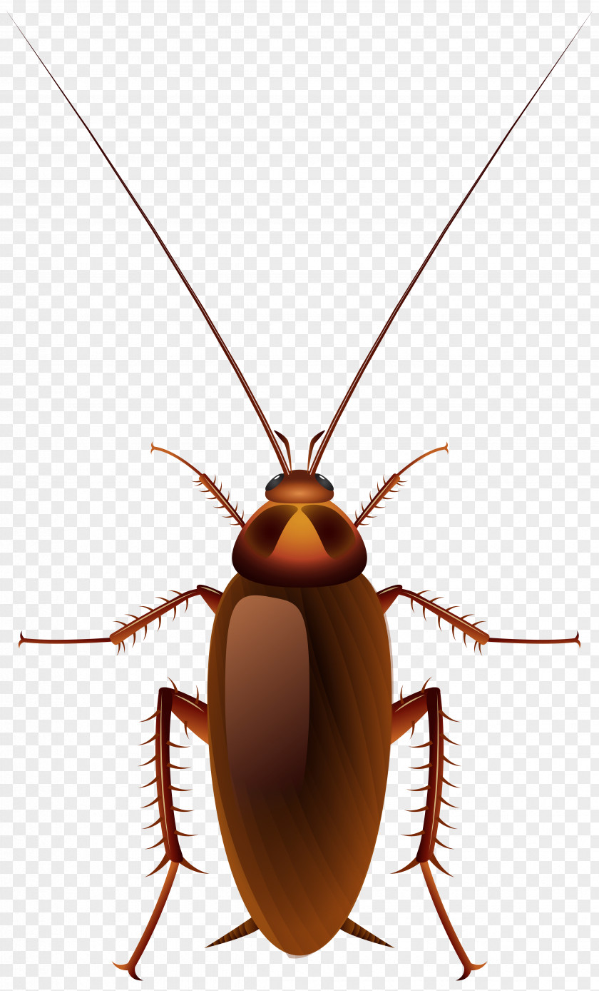 Art Cockroach Insect Clip PNG