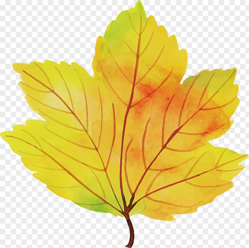 Autumn Leaf Colorful PNG