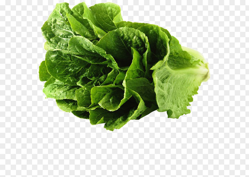 Broccoli Romaine Lettuce Red Leaf Vegetable PNG