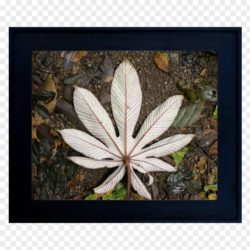 Fallen Leaf Dispensary Medical Cannabis 2017 MINI Cooper Vaporizer PNG