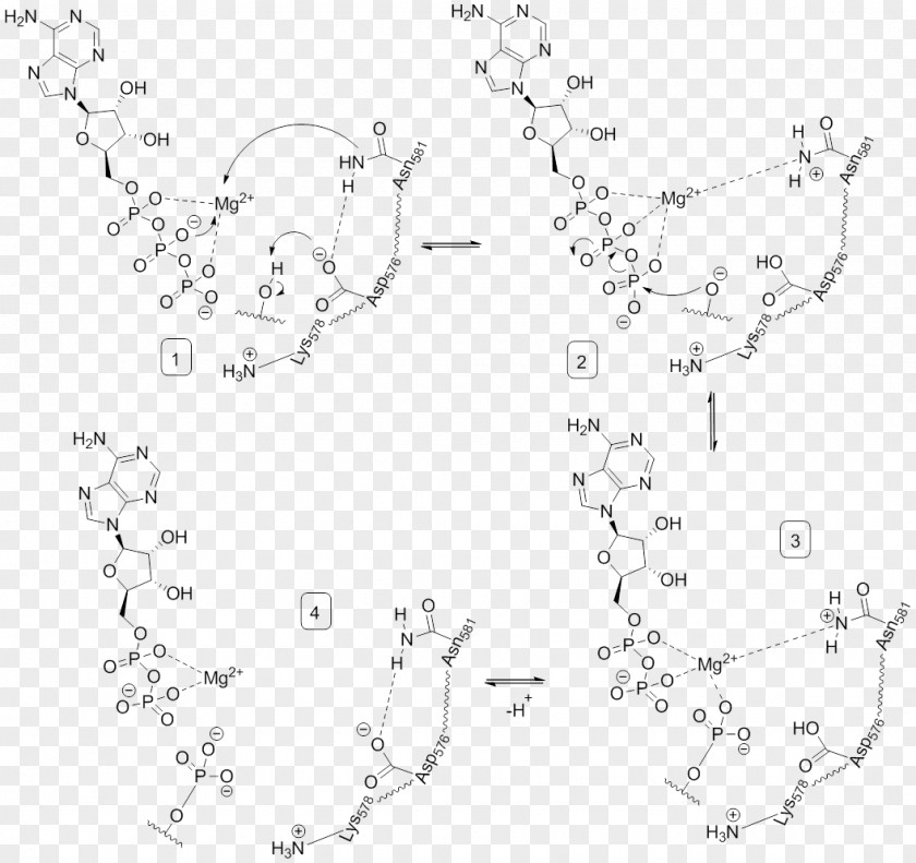 Mechanism Phosphorylation Serine/threonine-specific Protein Kinase Tyrosine BRAF PNG