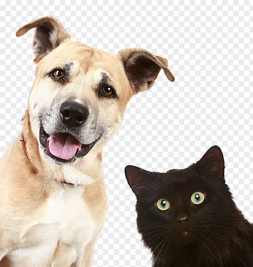 Pictures Of Dogs And Cats Pet Sitting Dog Daycare Veterinarian PNG