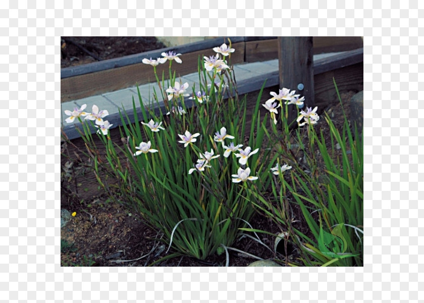 Plant Dietes Iridioides Bicolor Fortnight Lily Irises PNG
