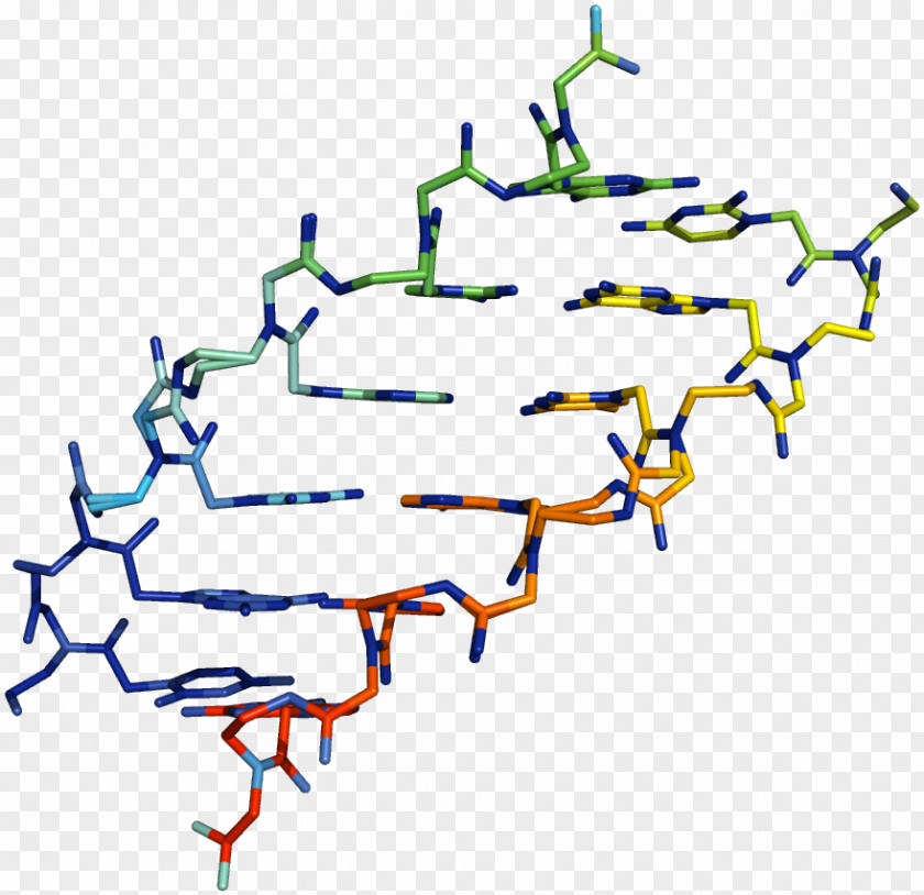 Three-dimensional Effect Peptide Nucleic Acid Analogue DNA PNG