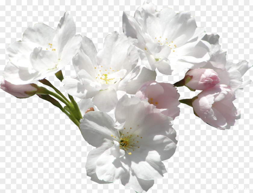 White Roses Flower Color Violet Lilac PNG