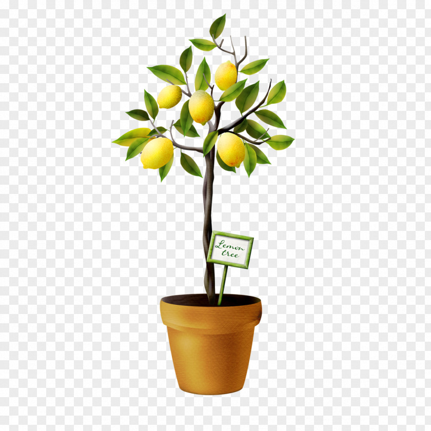 A Lemon Tree Auglis PNG
