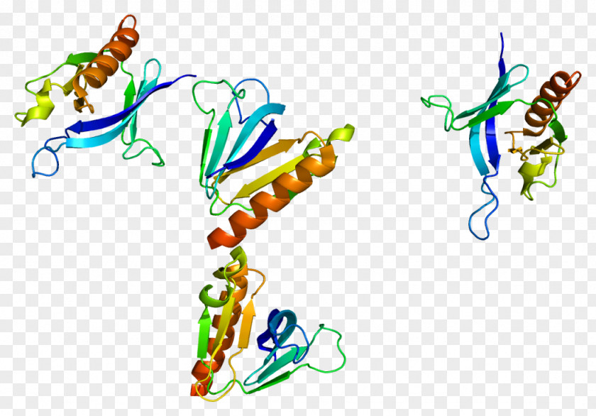 Adaptive Pattern SKAP1 Lymphocyte Cytosolic Protein 2 FYB FYN PNG