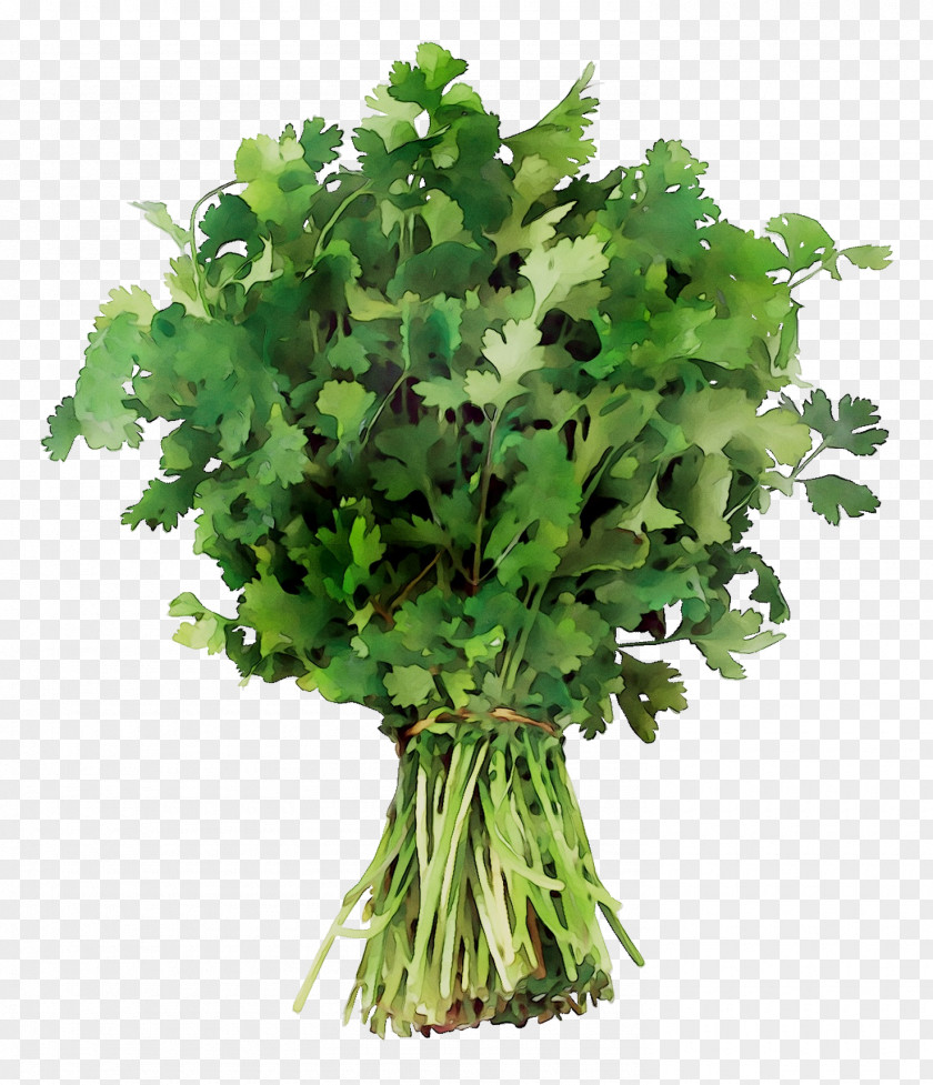 Coriander Crown Daisy Parsley Vegetable Spring Greens PNG