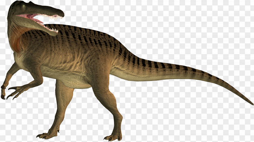 Dinosaur Suchomimus Tyrannosaurus Velociraptor Spinosaurus PNG