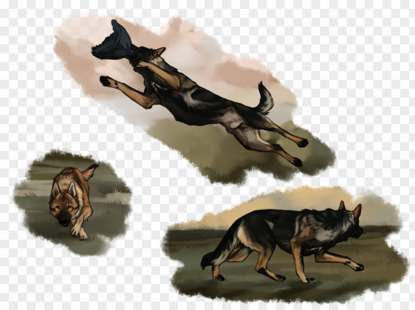 Dog Canidae Insect Mammal Wildlife PNG