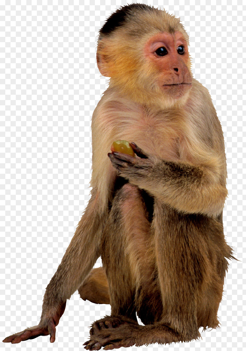 Gorilla Ape Monkey PNG