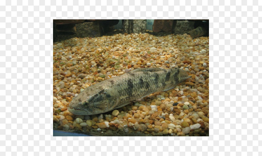 Sardine Hoplias Malabaricus Juvenile Fish Tambaqui Salminus Brasiliensis PNG
