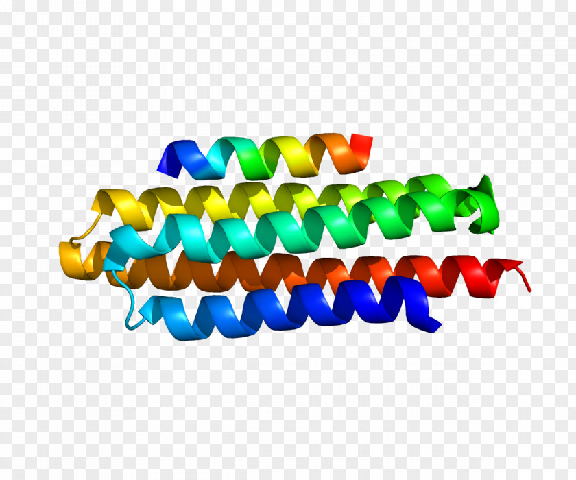 Bovine Growth Hormone Paxillin Cell Protein Signal Transduction PTPN12 PNG