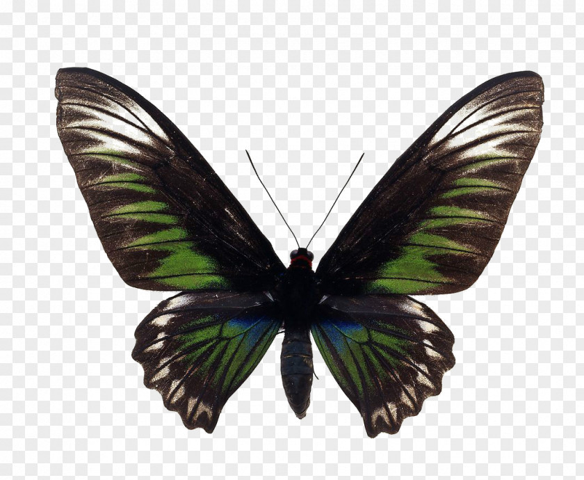 Butterfly Trogonoptera Brookiana Birdwing Royalty-free PNG