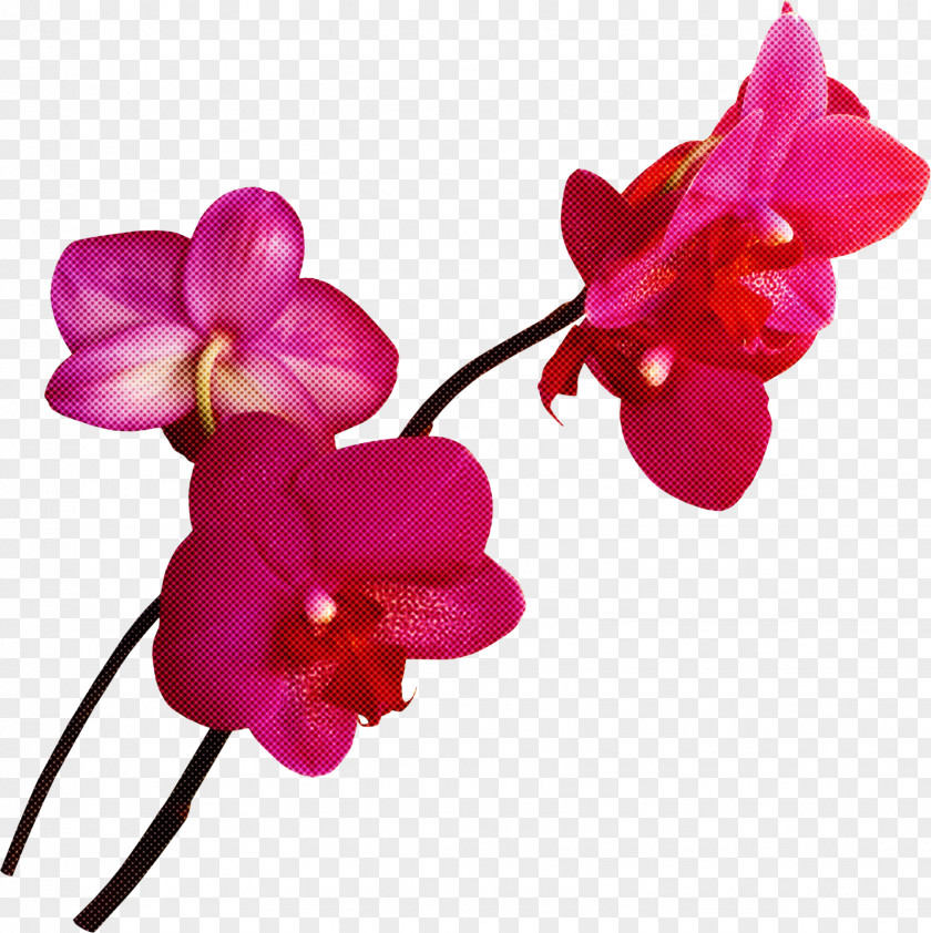Flower Pink Petal Magenta Moth Orchid PNG