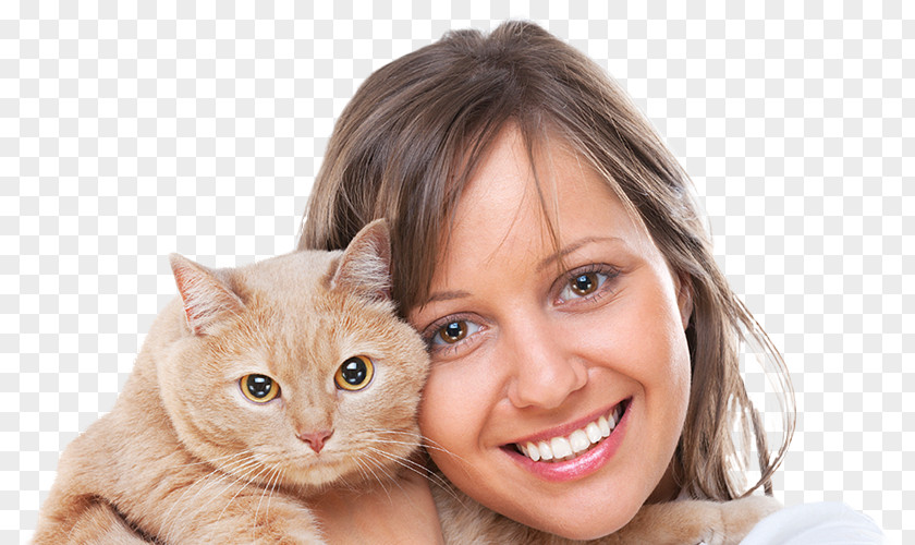 Kitten Whiskers Domestic Short-haired Cat Srh Veterinary Services PNG