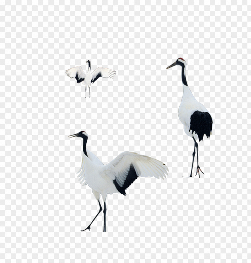White Crane Bird Goose PNG