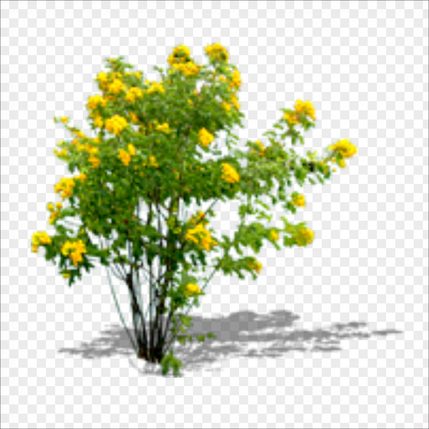 Cauliflower Chrysanthemum Yellow Floral Design Shrub Flowerpot PNG