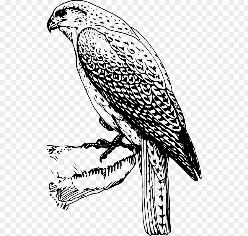 Falcon Hawk Black And White Bird Clip Art PNG