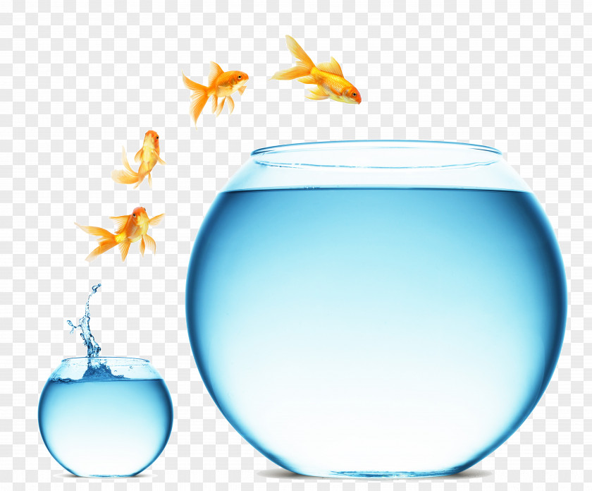 Fish Goldfish Change Management Digital Marketing Business Service PNG