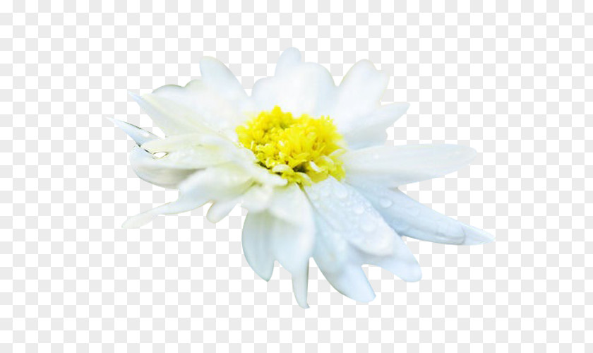 Hang White Chrysanthemum Picture Material Xd7grandiflorum Tea Euclidean Vector Resource PNG