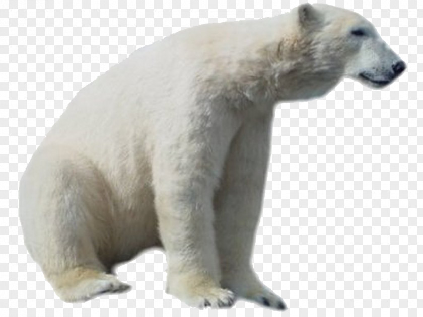 Polar Bear HD Clip Art PNG