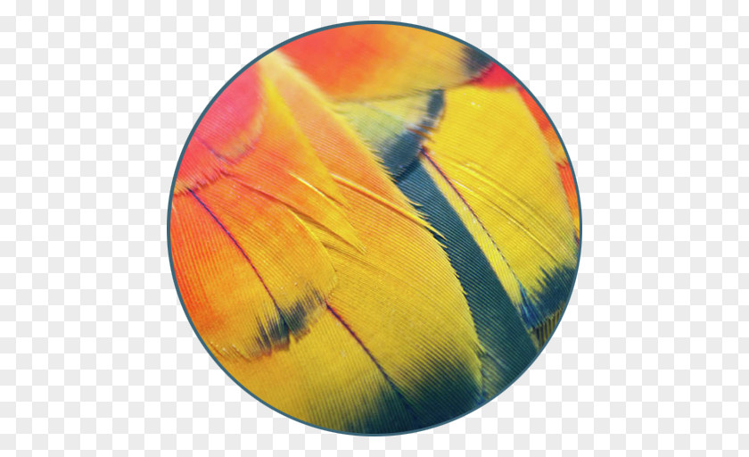 Amazon Parrot Canvas Print Feather Art PNG