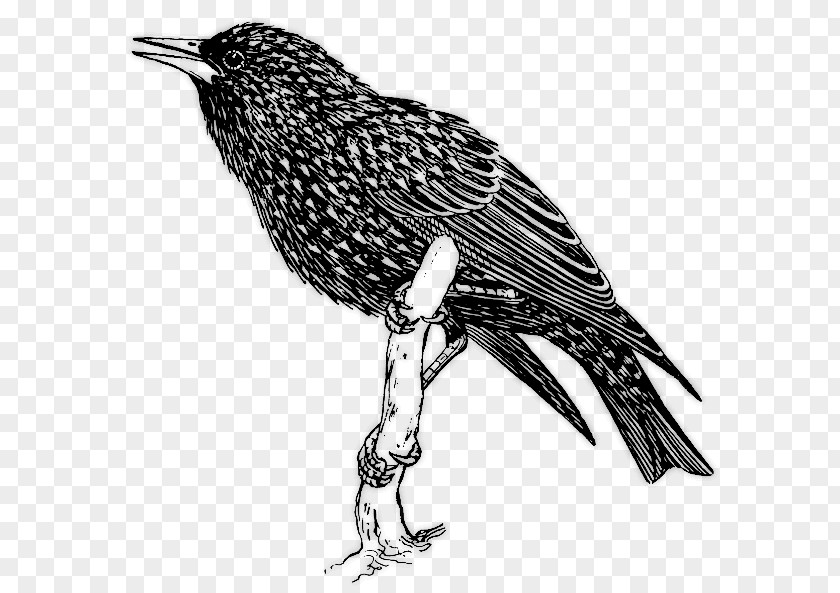 Bird Common Starling Clip Art PNG