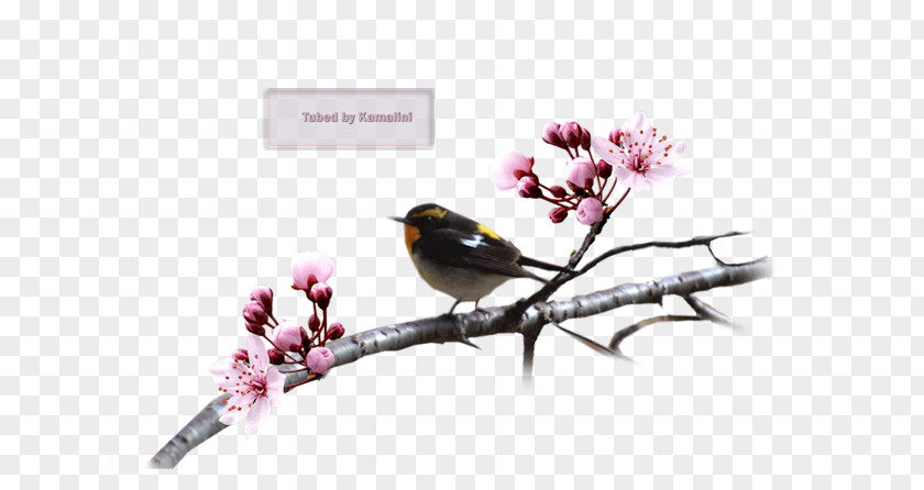 China Cherry Blossom Finch ST.AU.150 MIN.V.UNC.NR AD Beak PNG