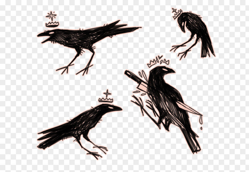 Crow American In The Company Of Crows And Ravens Drawing Raven PNG
