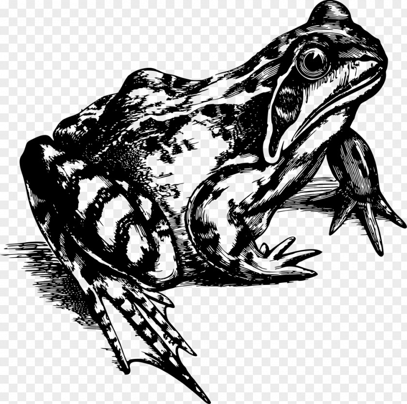 Frog Common Amphibian Toad Clip Art PNG