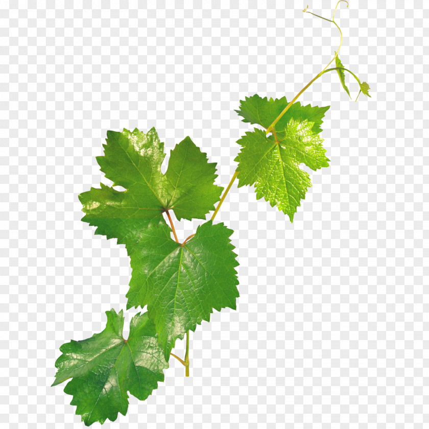 Green Leaf Plant Bindweed Ivy Clip Art PNG