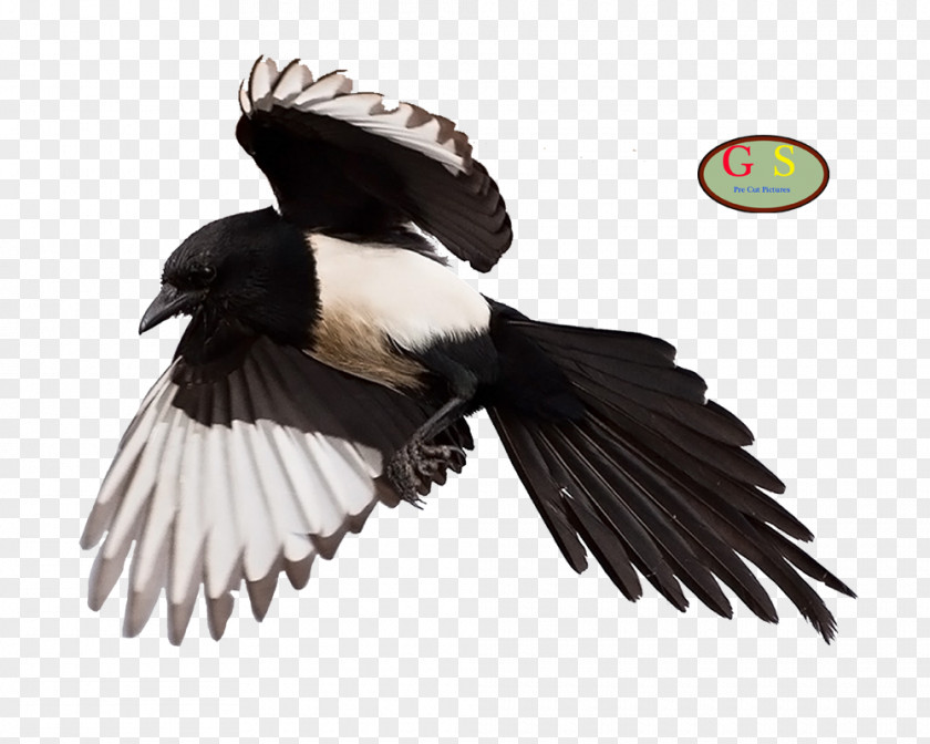 Tracking Eurasian Magpie Vulture PNG
