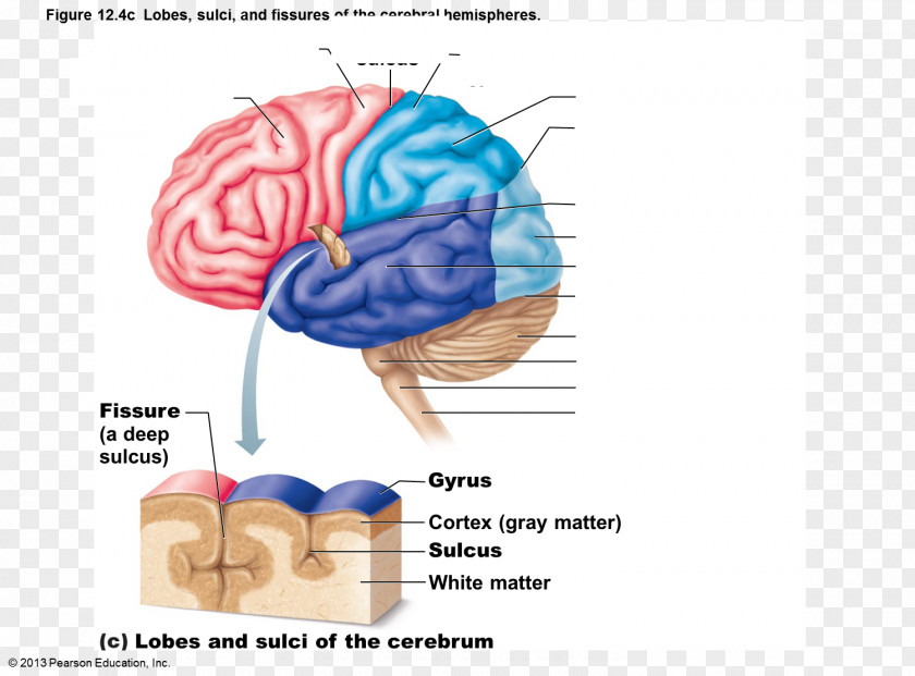 Brain Cerebral Hemisphere Sulcus Lobes Of The Gyrus PNG
