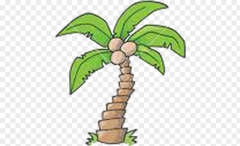 Coconut Arecaceae Drawing Coir Tree PNG