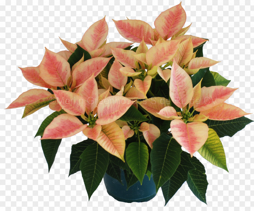 Flower Poinsettia Flowerpot Cut Flowers Houseplant PNG