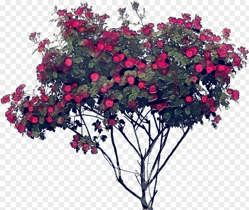 Perennial Plant Rose Family Tree Drawing PNG