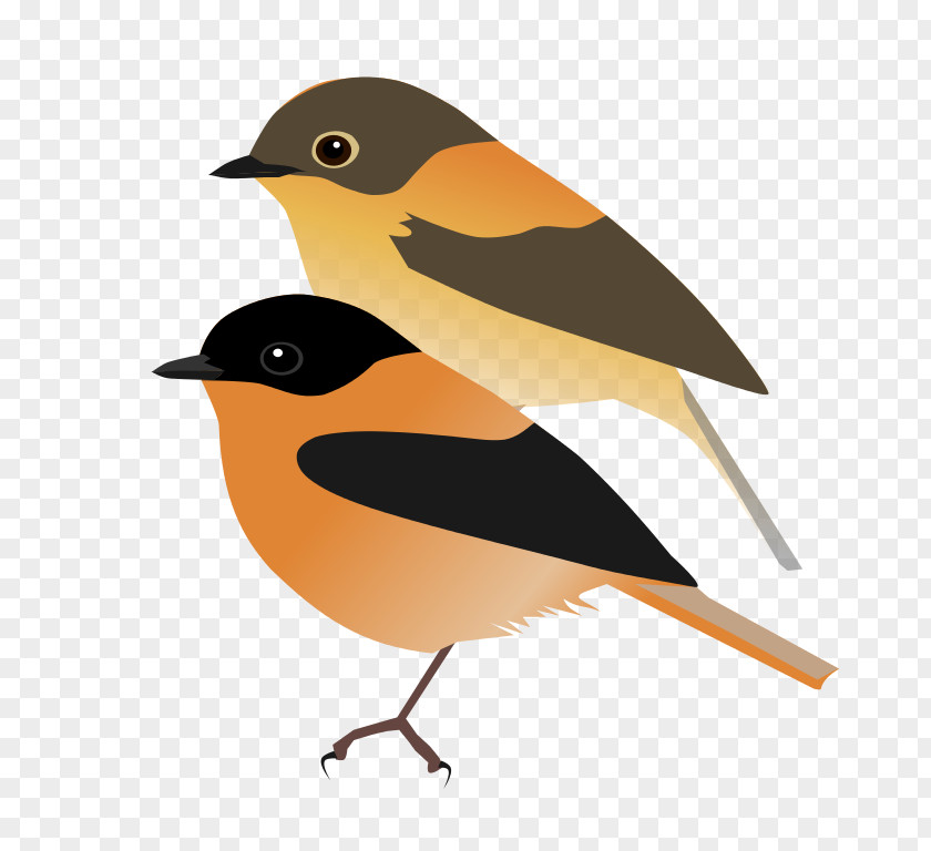 Tin European Robin Finches Old World Orioles American Sparrows PNG