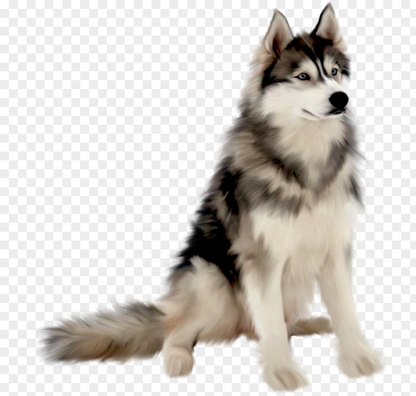 Vicious Wolf Dog Photography PNG