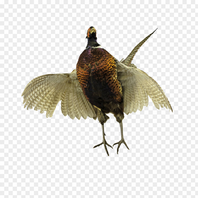 A Pheasant With Its Wings Open Ring-necked Bird Wing Feather PNG