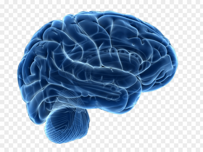 Brain Human Neuroimaging Neuroscience Therapy PNG