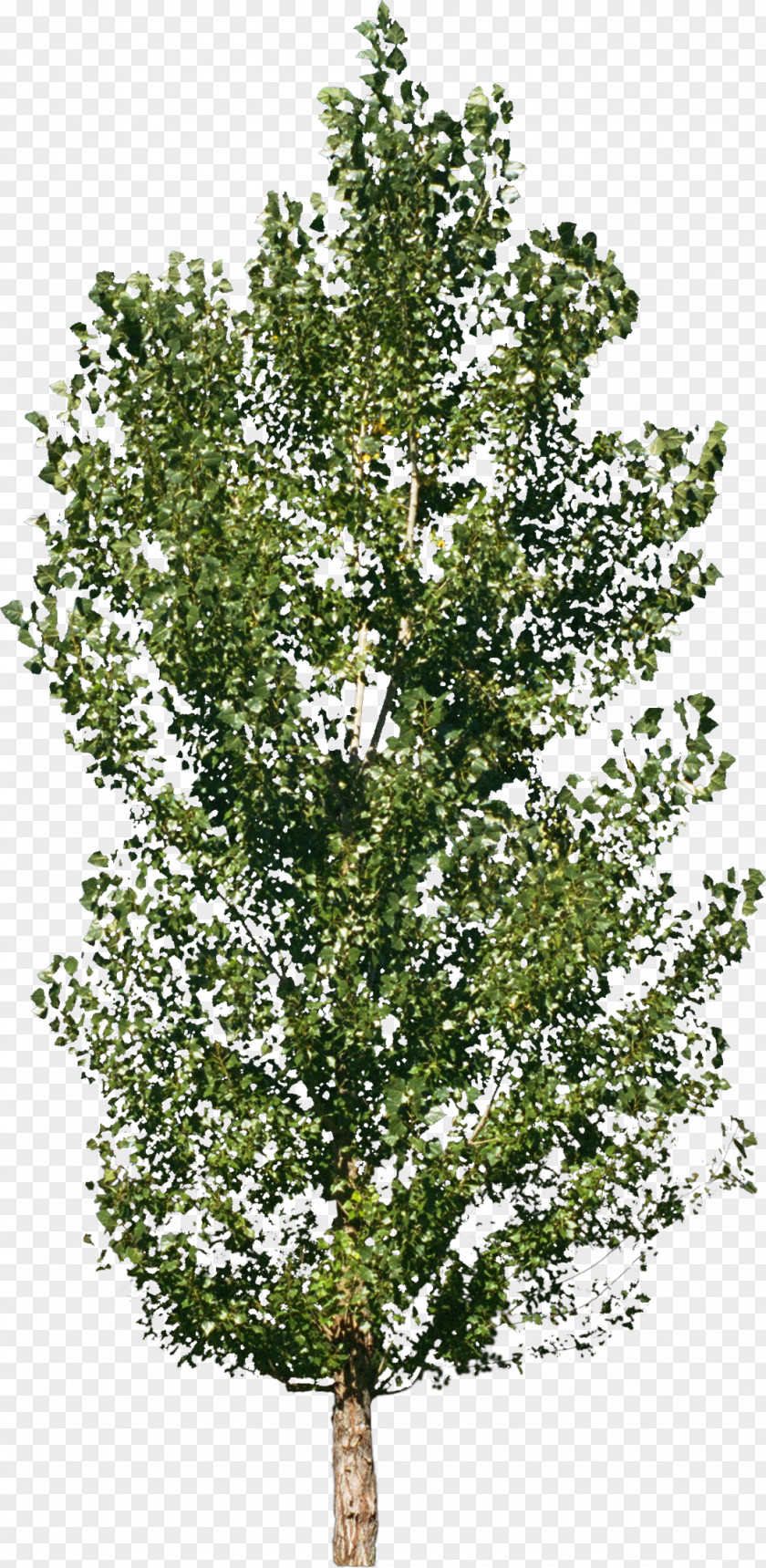 Bushes Tree Forest Material Shrub PNG