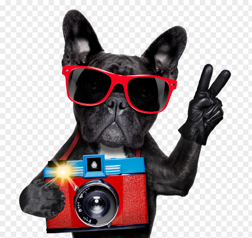 Dog Pictures French Bulldog Pug American Boxer PNG