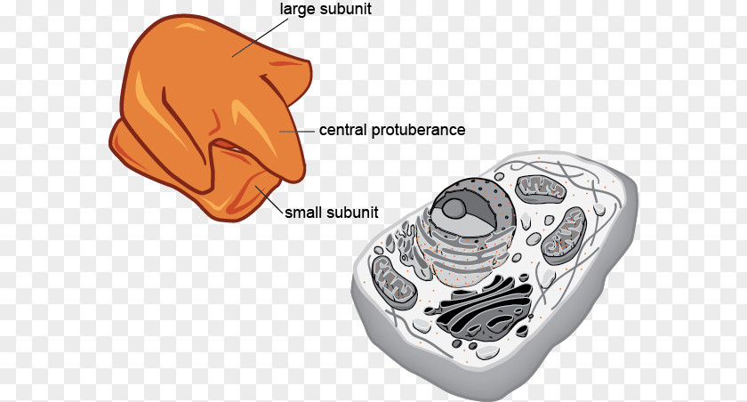 Eukaryotic Cell Eukaryote Prokaryote Organelle Biology PNG