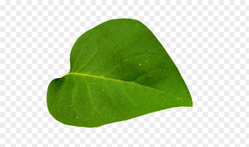 Leaf Tree Chinese Elm Branch Tilia Platyphyllos PNG