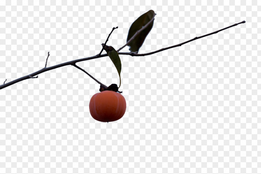 Persimmon On The Branch Alone Photography PNG