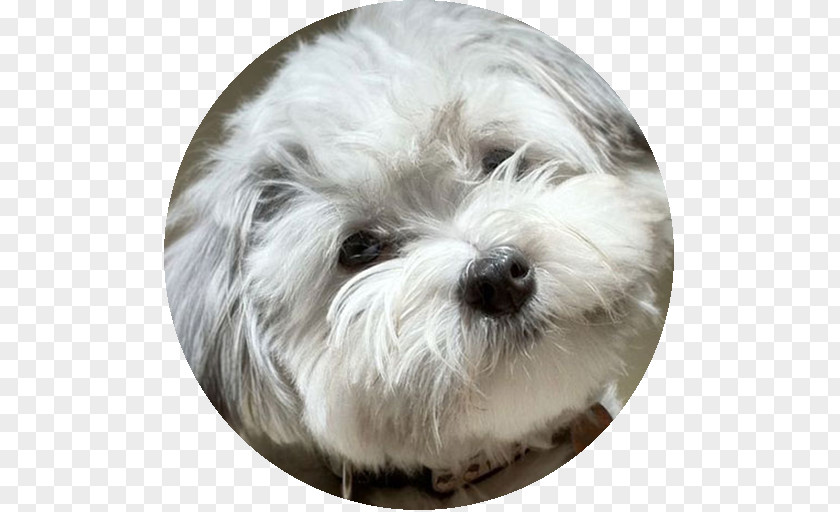 Puppy Maltese Dog Havanese Coton De Tulear Little Lion Bolonka PNG