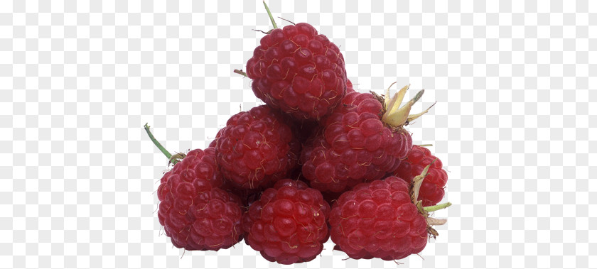 Raspberry Red PhotoScape PNG