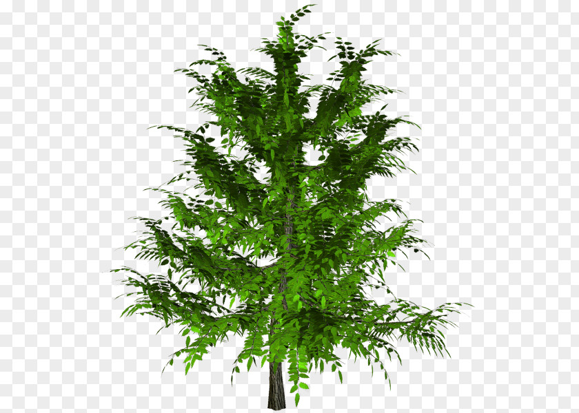 Tree Larch Spruce Shrub PNG