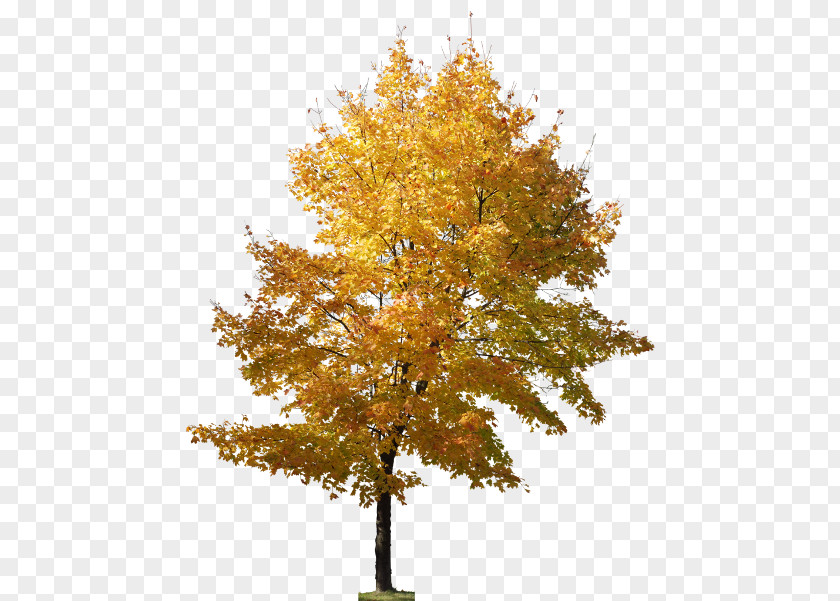 Tree Maidenhair Landscape Architecture Adobe Photoshop PNG